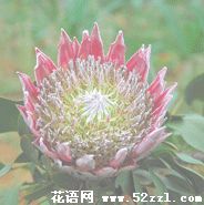 慈溪帝王花（菩提花）的花语