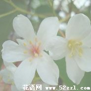 慈溪油桐花的花语