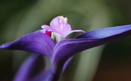 慈溪兰花花语、玉兰花花语是什么？适合送什么人？