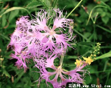 慈溪瞿麦的花语