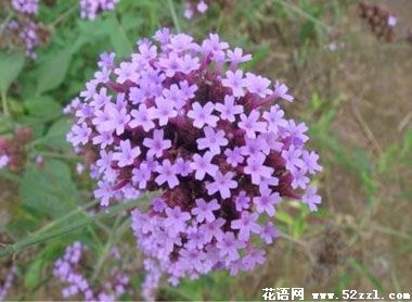 慈溪百里香（麝香草）的花语