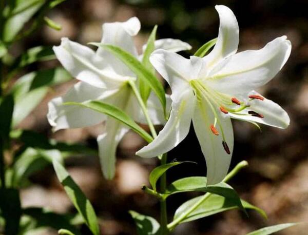 慈溪狐尾百合花的花语