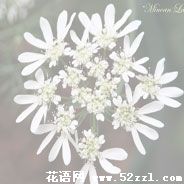 慈溪蕾丝花的花语