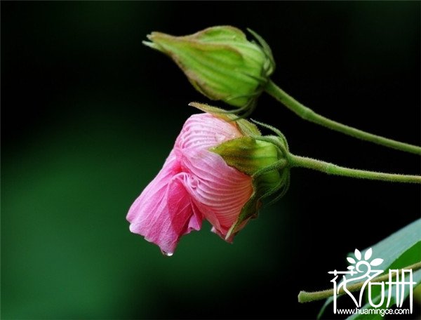 慈溪芙蓉花花语是什么，贞操/纯洁/纤细之美