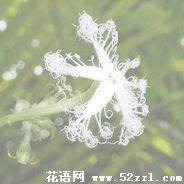 慈溪变色瓜的花语