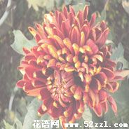 慈溪菊花花语—各种菊花的花语大全