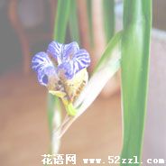 慈溪孔雀兰的花语