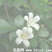 慈溪九里香的花语