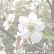 慈溪梨花的花语