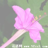 慈溪胭脂花的花语