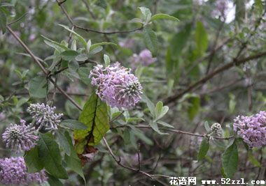 慈溪密蒙花的花语