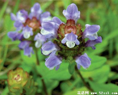 慈溪夏枯草的花语