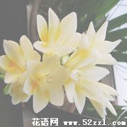 慈溪香雪兰（小苍兰）的花语