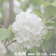 慈溪琼花（蝴蝶花）的花语