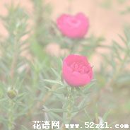 慈溪半枝莲（韩信草）的花语