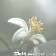 慈溪柠檬花的花语