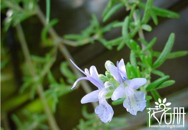 慈溪迷迭香的花语是什么 留住美好的回忆