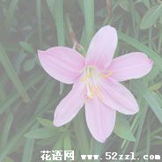 慈溪韭菜兰的花语