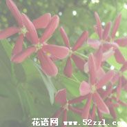 慈溪使君子（留球子）的花语