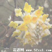 慈溪打结花（黄瑞香）的花语