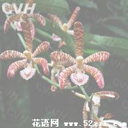 慈溪花蜘蛛兰的花语