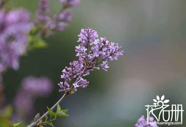 慈溪丁香花的花语是什么 纯洁的初恋