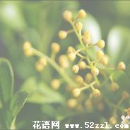 慈溪米兰花的花语