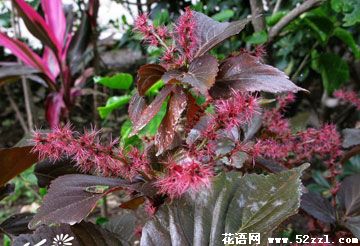 慈溪红桑花（铁苋菜）的花语