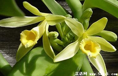 慈溪香子兰（香荚兰）的花语