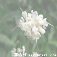 慈溪杜若花的花语