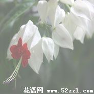 慈溪龙吐珠的花语