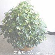 慈溪鹅掌柴的花语