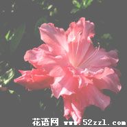 慈溪杜鹃花的花语