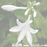 慈溪晚香玉（夜来香）的花语