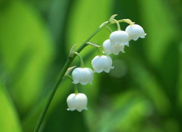 慈溪铃兰花花语