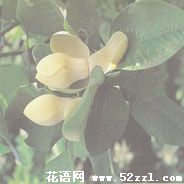 慈溪优昙花（山玉兰）的花语